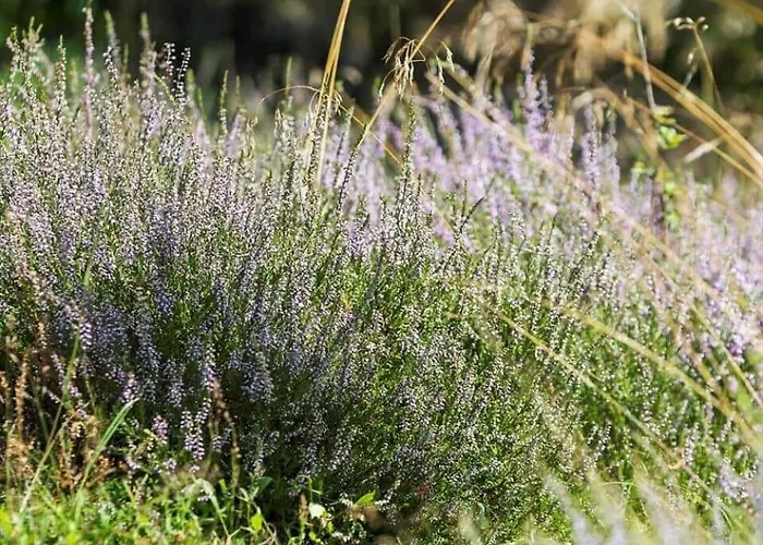 0339-romo-a-hveyselsvej-32 度假居 Rømø Kirkeby